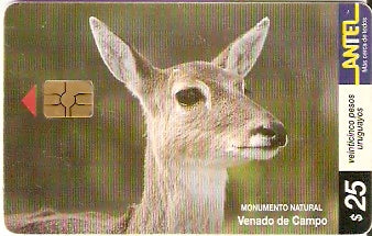 URU-C-094a - Viado do Campo