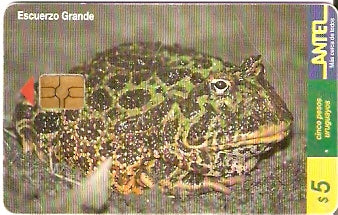 URU-C-098a - Escuerzo Grande