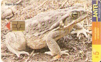 URU-C-102a - Sapo Grande