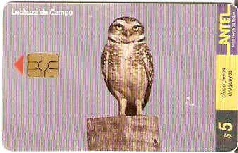 URU-C-112a - Lechuza de Campo