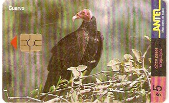 URU-C-113a - Cuervo