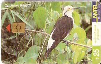 URU-C-116a - Carpintero Blanco