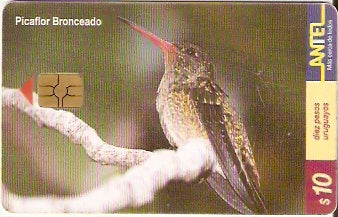 URU-C-127a - Picaflor Bronceado
