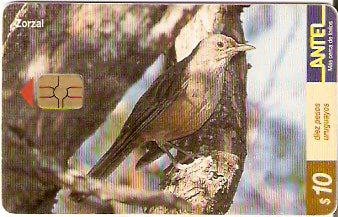 URU-C-128a - Zorzal