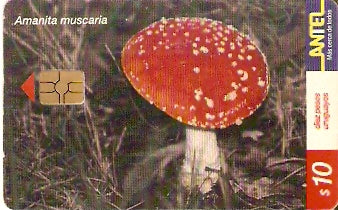 URU-C-155a - Amanita Muscaria