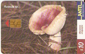 URU-C-156a - Russula