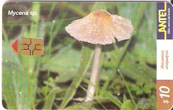 URU-C-158a - Mycena