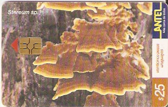 URU-C-159a - Steraum