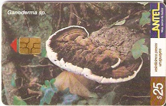 URU-C-161a - Ganoderma