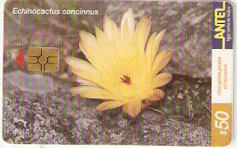 URU-C-164a - Echinocactus Concinnus