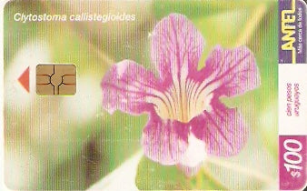 URU-C-165a - Clystostoma Callistegioides