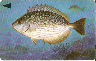 BHN-068A - Streaked Rabbitfish