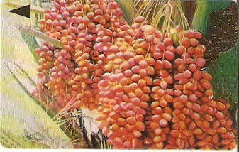 BHN-083 - Palmera - 4º Estágio