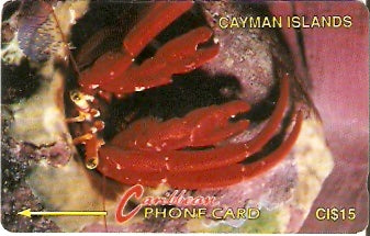 CAY-004B - Caranguejo Ermitão