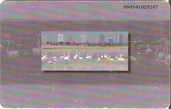 UAE-156 - Flamingos