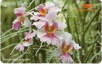 SIN-016A -  Orquídea