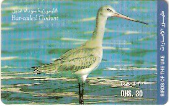 UAE-P-004B - Ave - Bar-Tailed Godwit
