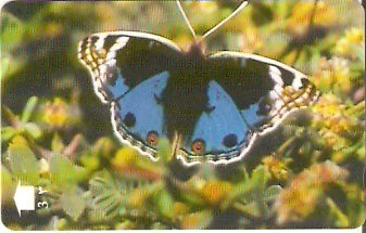 OMN-034V - Blue Pansy - 1