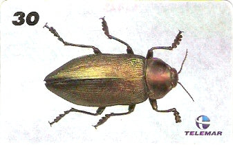 AM-135 - Insetos - 01/21