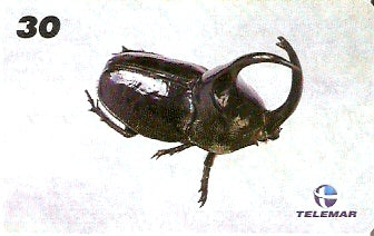 AM-136 - Insetos - 02/21