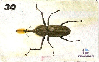 AM-152 - Insetos - 18/21