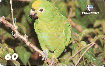 AM-163 - Papagaio-Campeiro