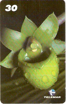 AM-320 - Orquídeas - 6/8