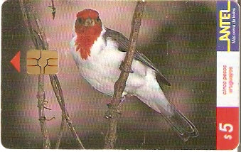 URU-C-080a - Cardenal