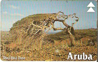 ARU-14 - Divi-Divi Tree 2