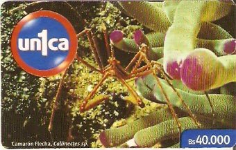 VEN-UX-070201UN - Camarão Flecha