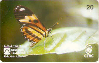 CTBC-006M - Borboleta Laranja