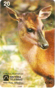 CTBC-010M - Veado Mateiro
