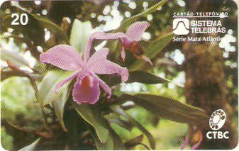 CTBC-014M - Orquídea