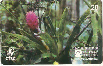 CTBC-015M - Bromélia