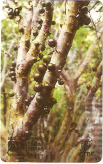 CTBC-018M - Jabuticaba