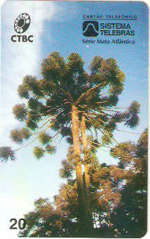 CTBC-024M - Araucária