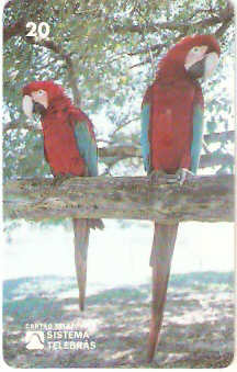 MS-007M - Arara Vermelha - B1