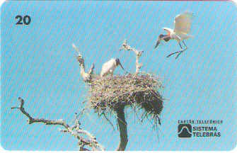 MS-010M - Tuiuiú - B1