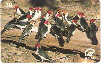 MS-037M - Cabecinhas Vermelhas