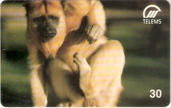 MS-038M - Macaco Bugio