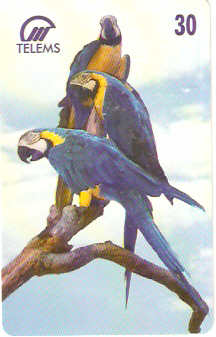 MS-048M - Arara Canindé