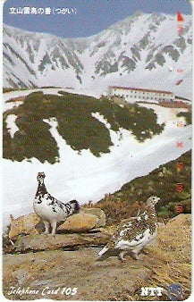 JAP-310-110