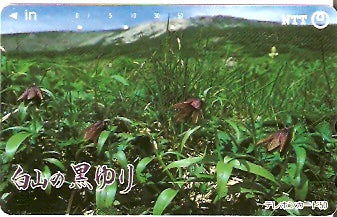 JAP-311-068