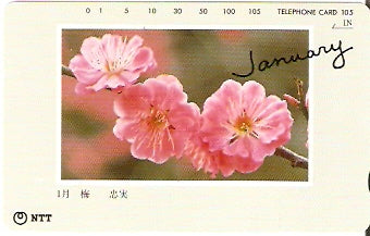JAP-271-051
