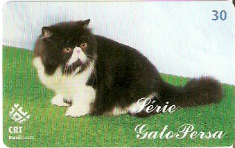 RS-0586 - Gato Persa - 4/5
