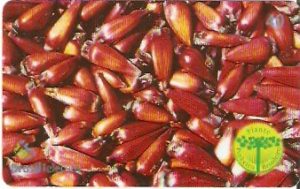 RS-0802 - Pinheiro - 5/5