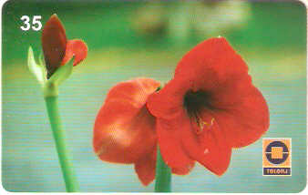 RJ-0671M - Amarilis