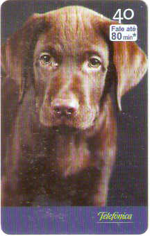 SP-2526 - Filhotes - 08/10 - D