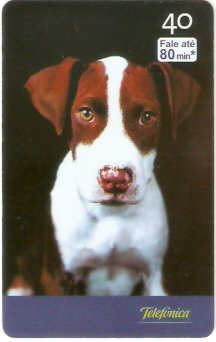 SP-2515 - Filhotes - 02/10