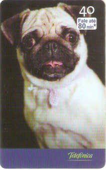 SP-2530 - Filhotes - 09/10 - D